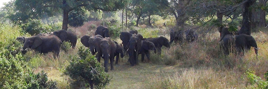Our neighbors from the nearby Game Park passing by...and checking us out. Our neighbors from the nearby Game Park passing by...and checking us out.